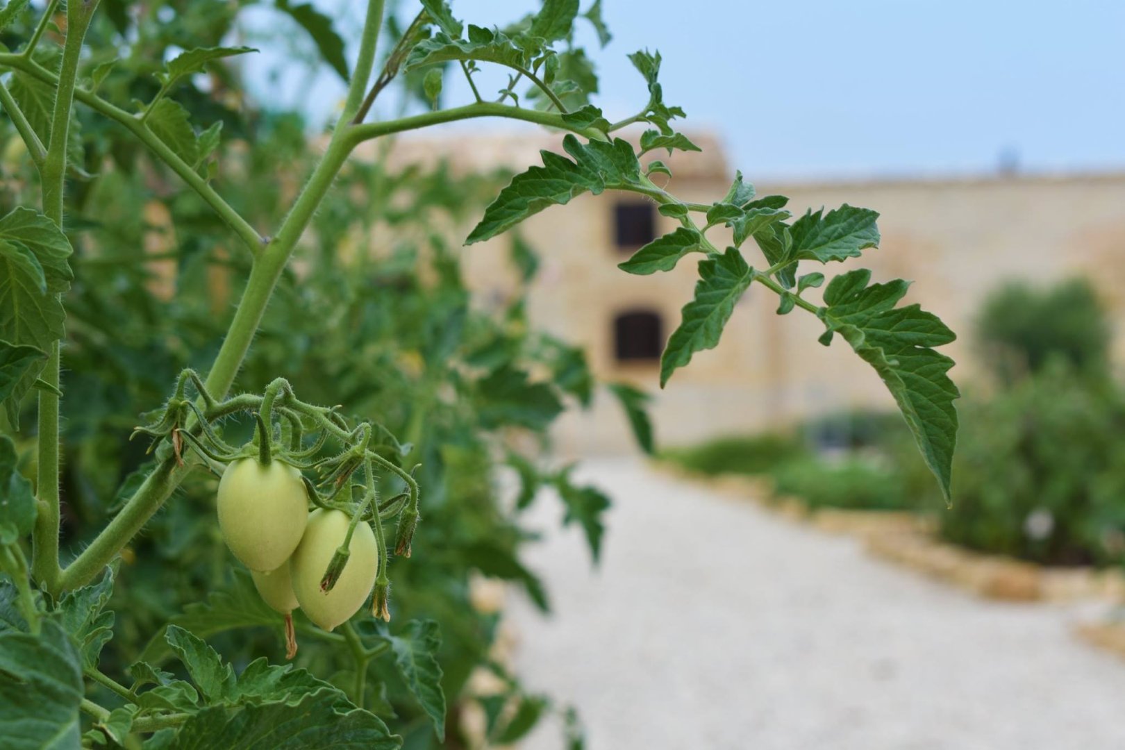 Foto 10 Tenute Baglio Passofondo Alcamo, 09