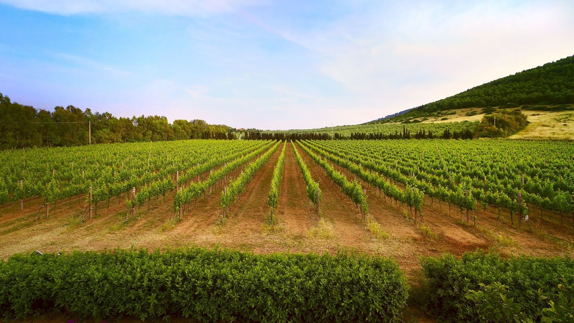 Foto 17 Wine Resort Leda d'Ittiri Alghero, 16