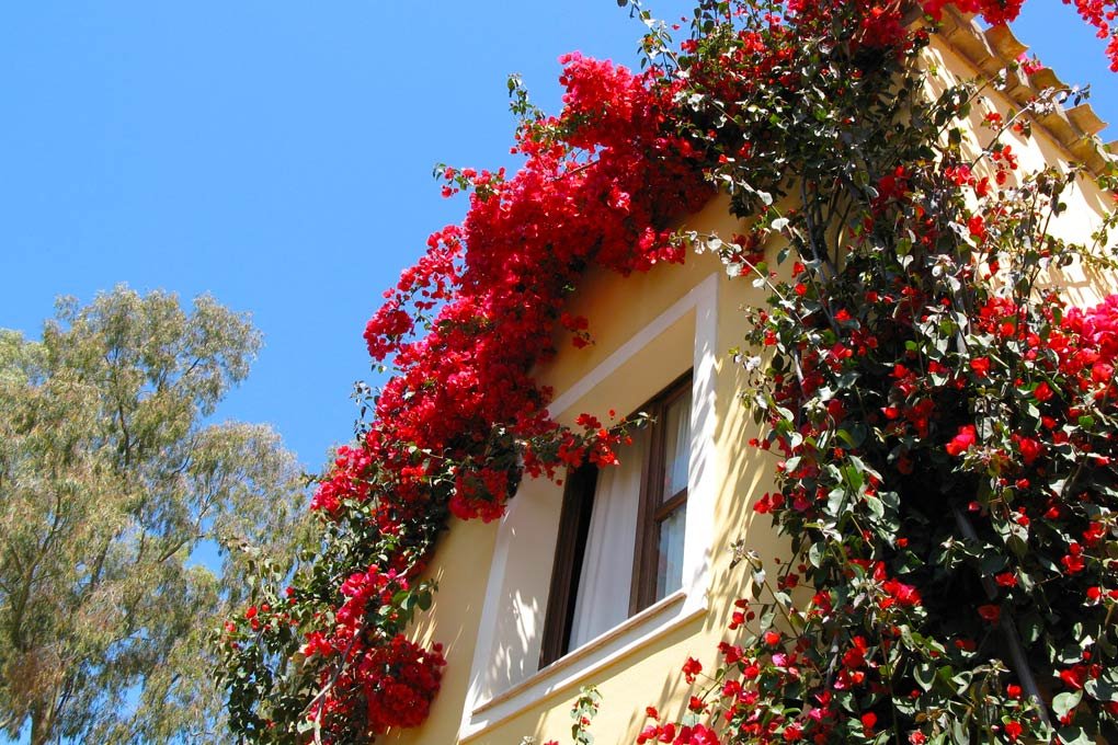 Foto 15 Borgo degli Ulivi Residence Arbatax, 14