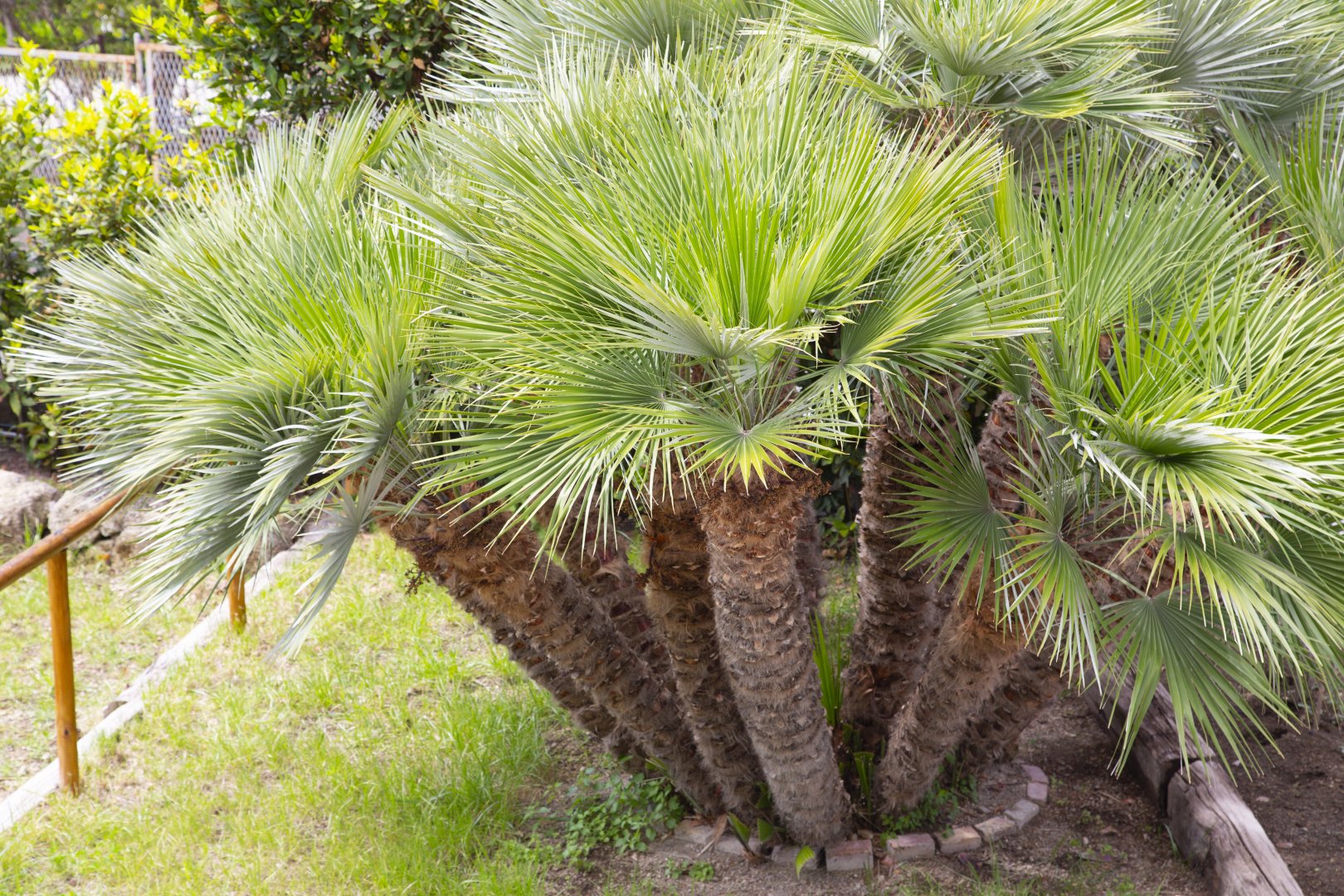 Foto 6 Hotel La Mandorla Barano d'Ischia - Maronti, 05