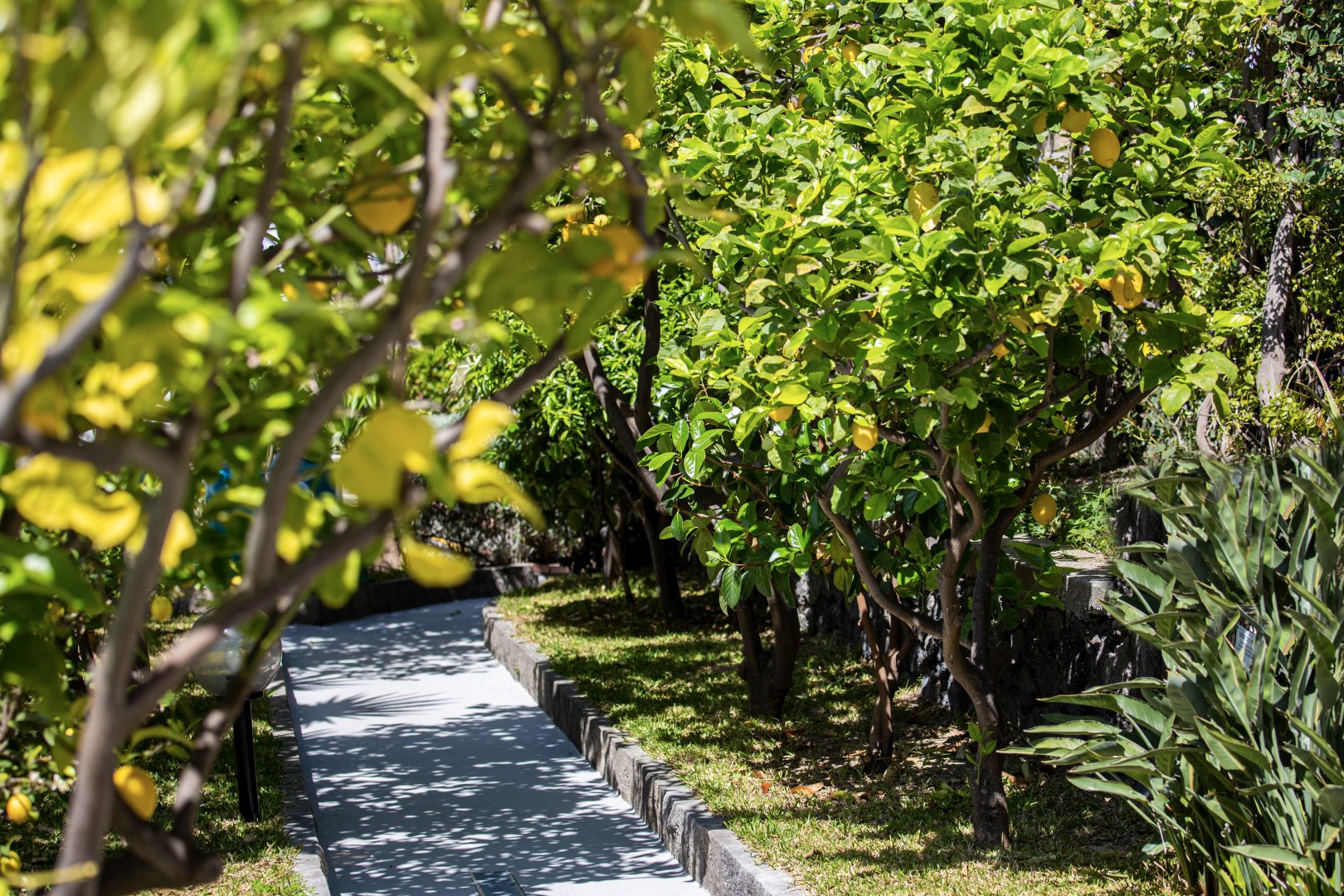 Foto 22 Hotel La Mandorla Barano d'Ischia - Maronti, 21