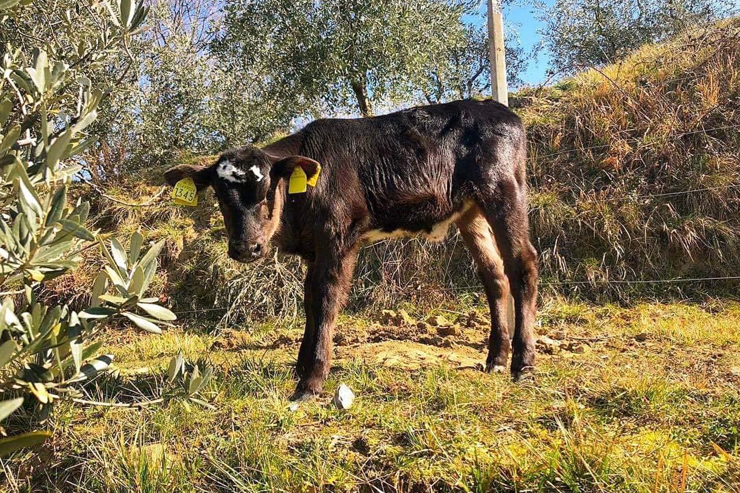 Foto 16 Il Poggio degli Olivi Bettona, 15