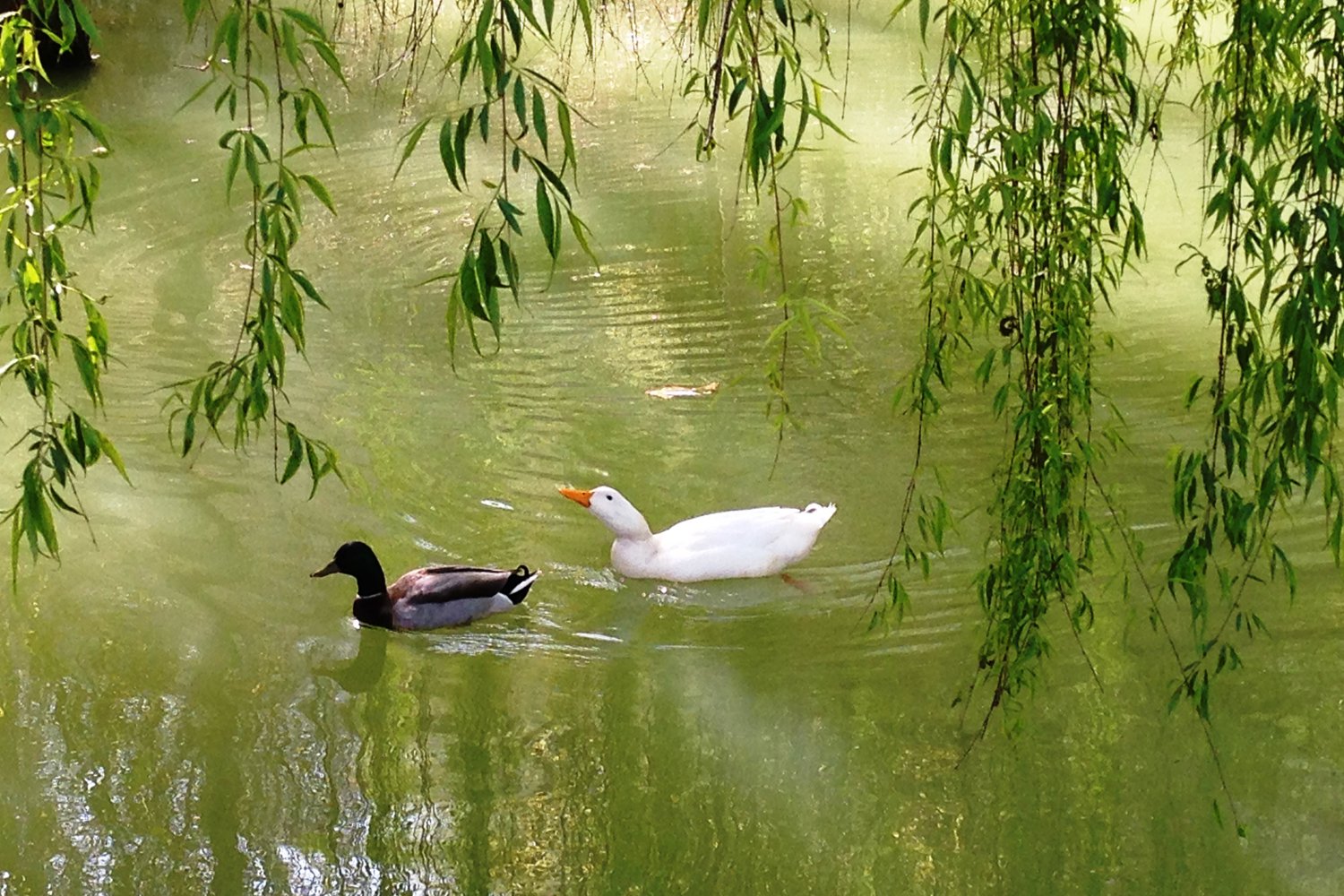 Foto 17 Il Poggio degli Olivi Bettona, 16