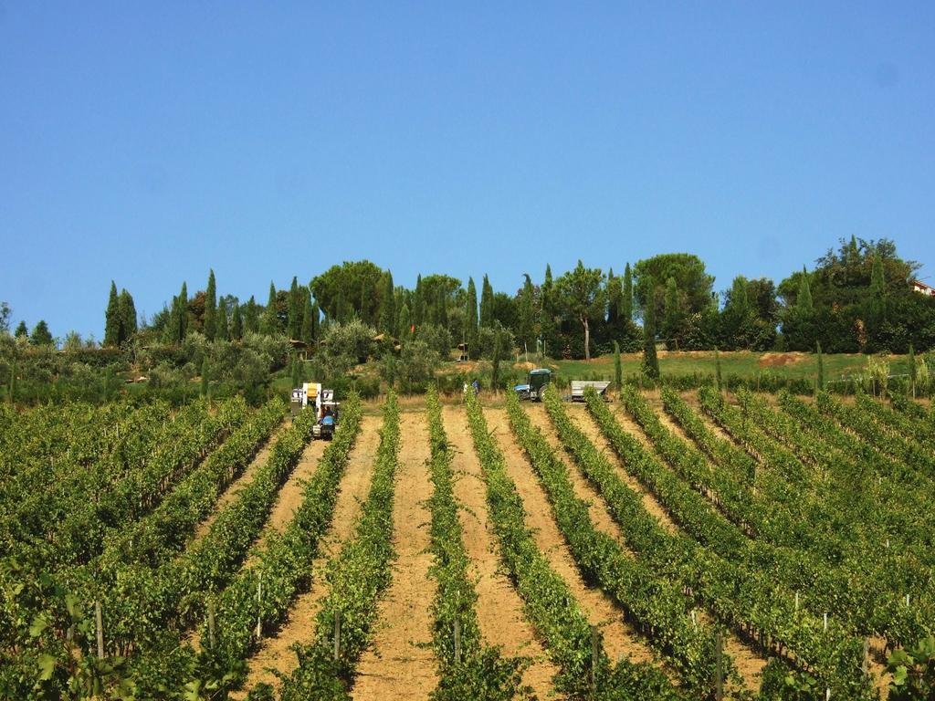 Foto 2 Agriturismo Isola Verde Cerreto Guidi, 01