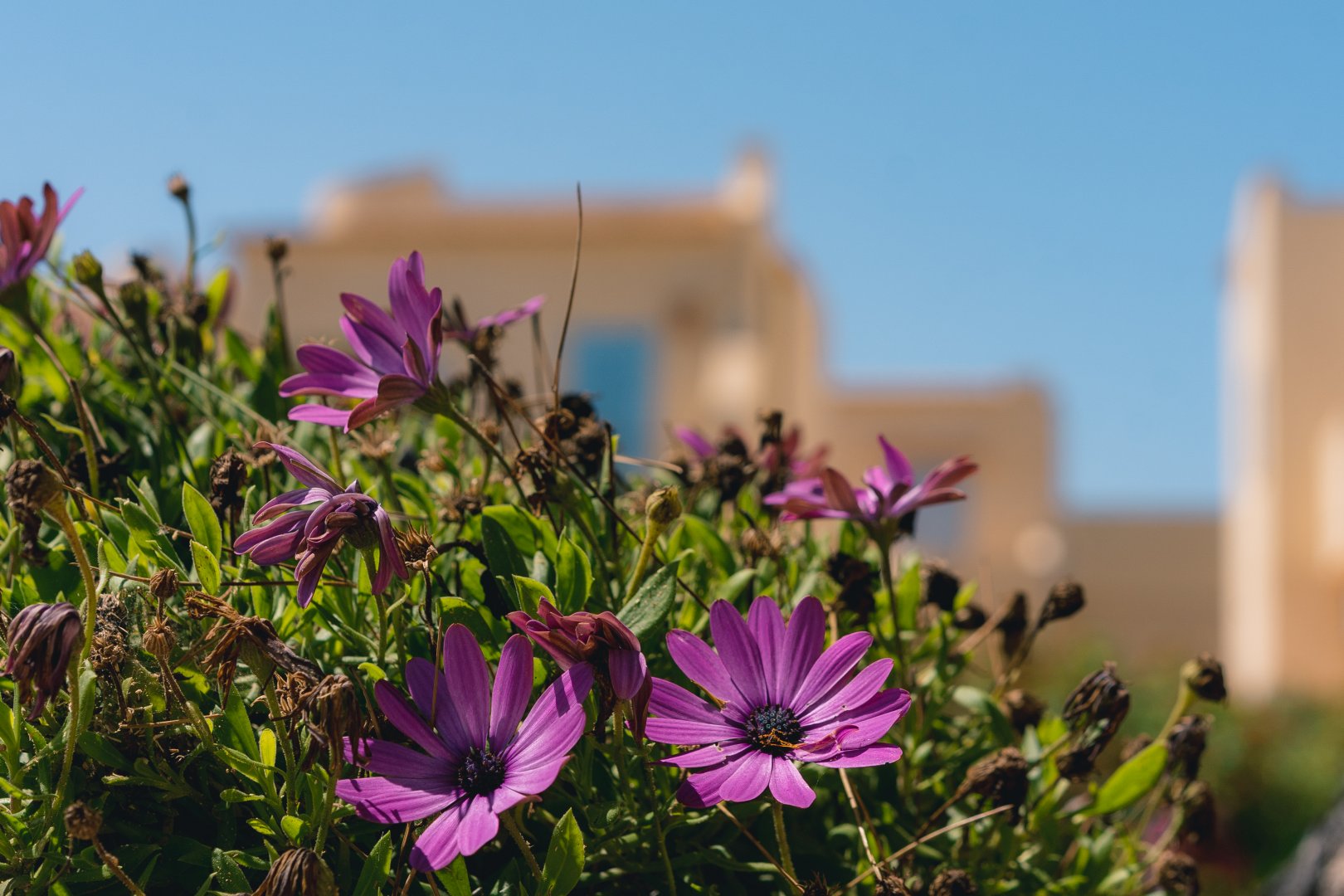 Isola di Favignana, 11