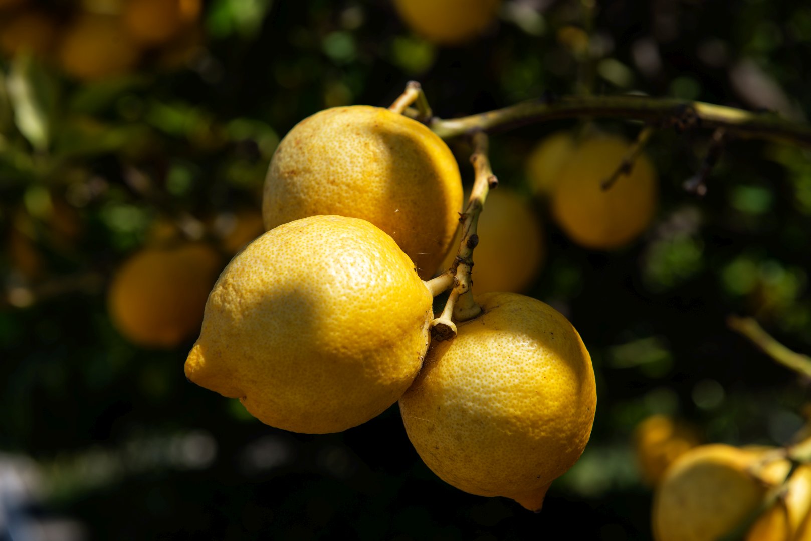 Foto 11 Residence San Domenico Forio d'Ischia, 10