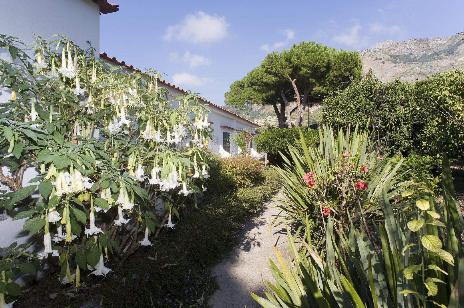 Foto 24 Park Hotel Terme Mediterraneo Forio d'Ischia, 23