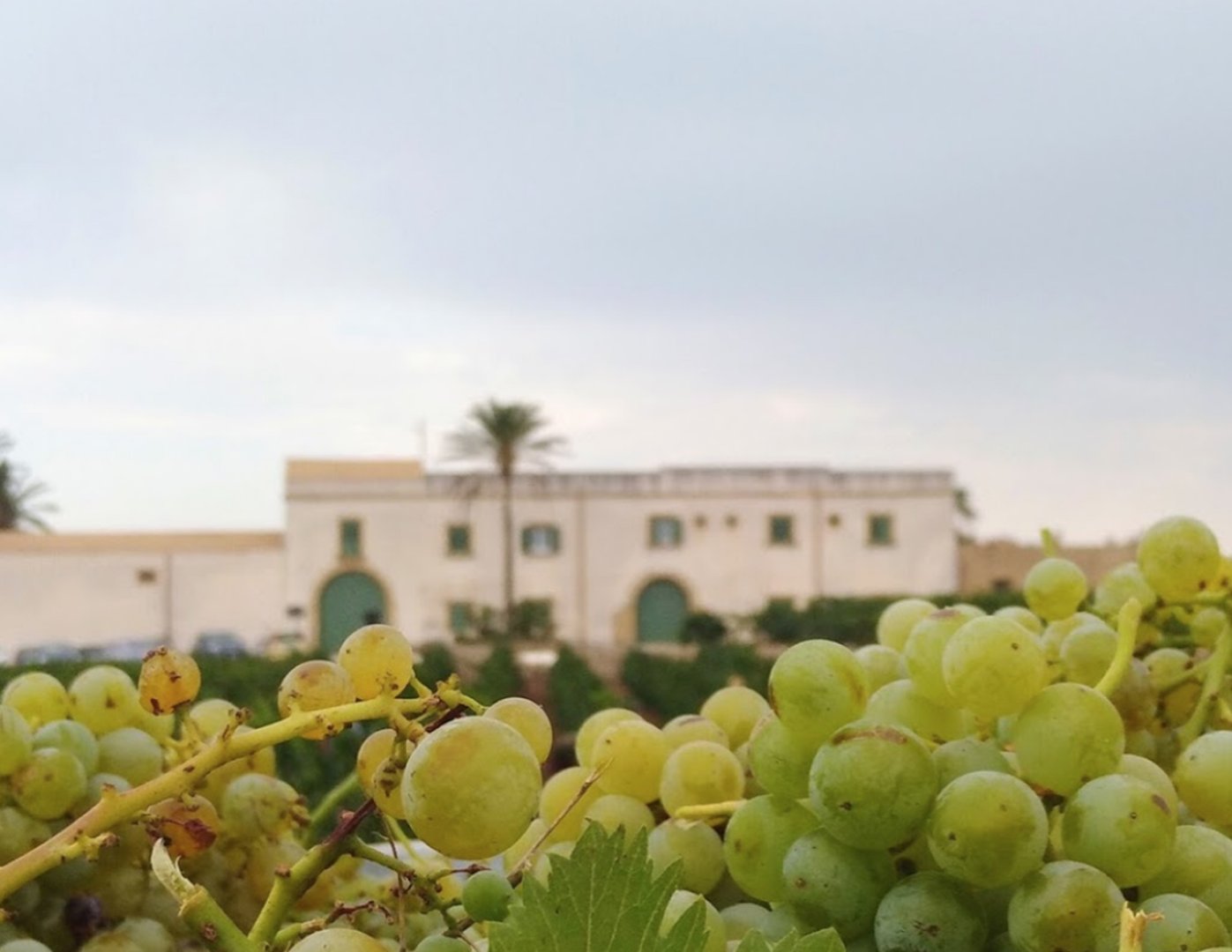 Foto 13 Donna Franca Wine Resort & Farm Estate Marsala, 12