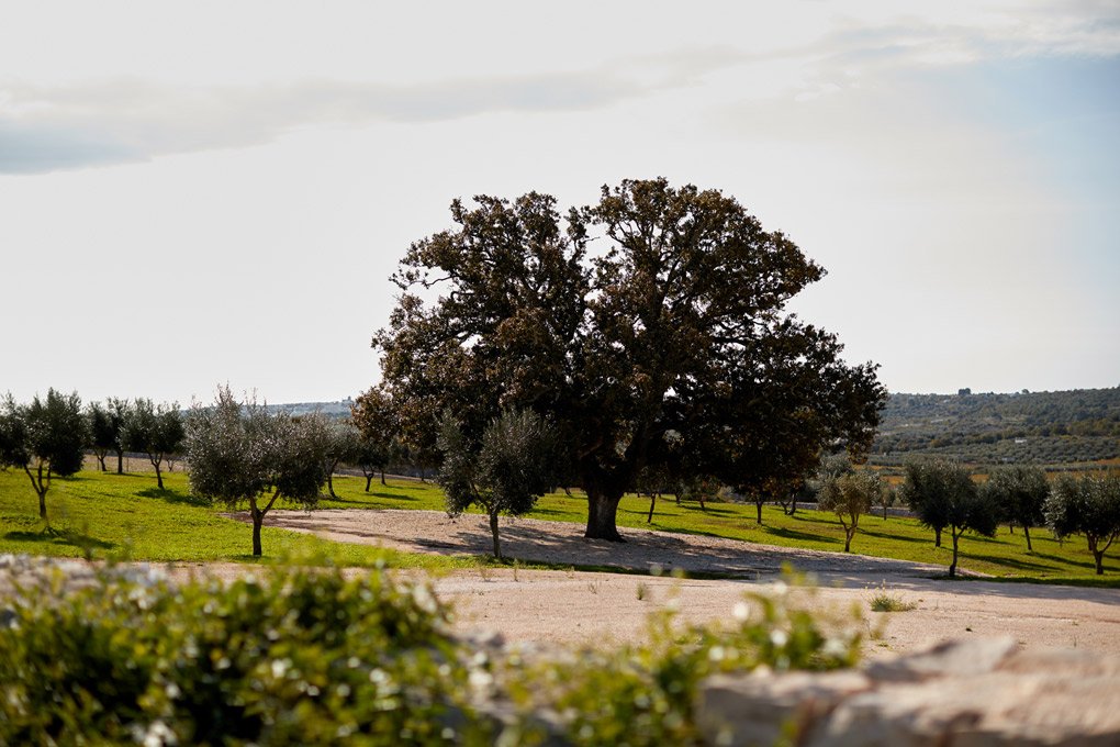 Foto 8 Masseria Grieco Ostuni, 07