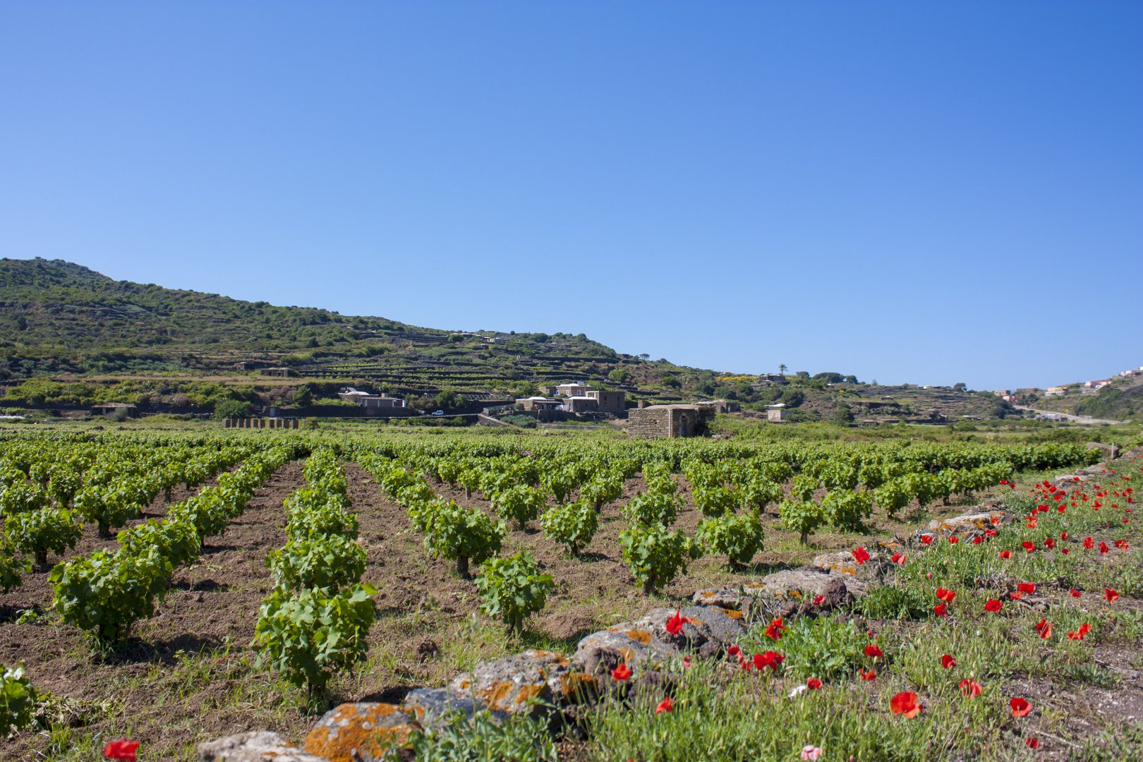 Foto 2 Dammusi Meuccio Isola di Pantelleria, 01