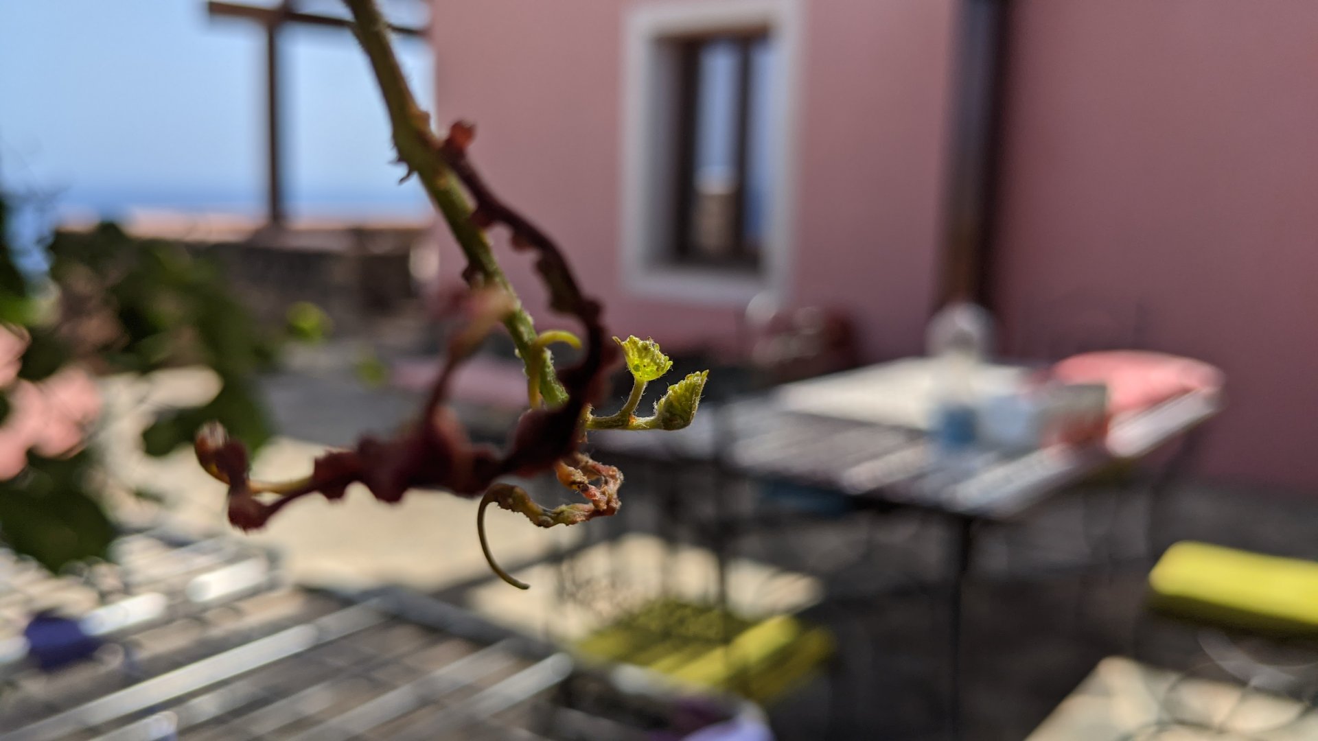 Foto 9 Horizon Pantelleria Isola di Pantelleria, 08