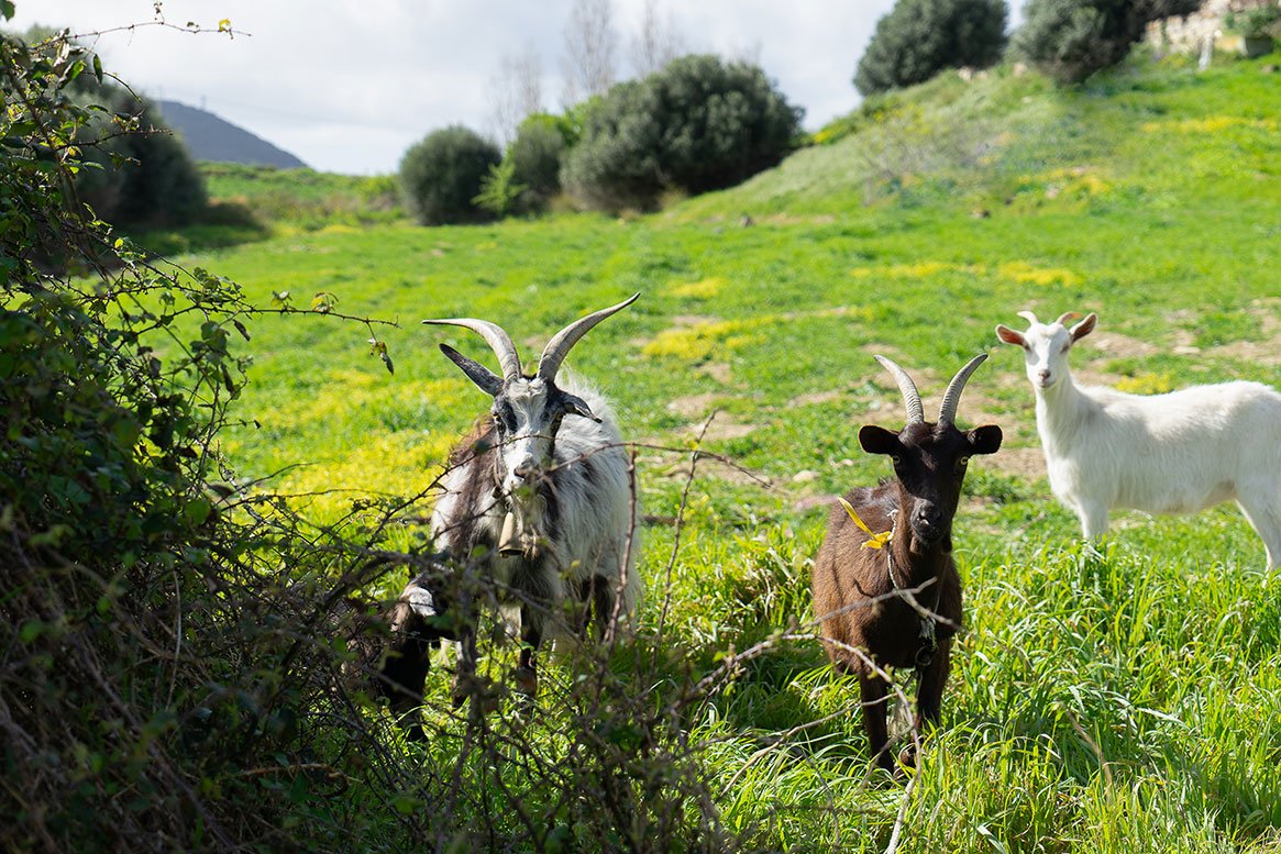 Foto 14 Albergo Rurale Casa Fois Valledoria, 13