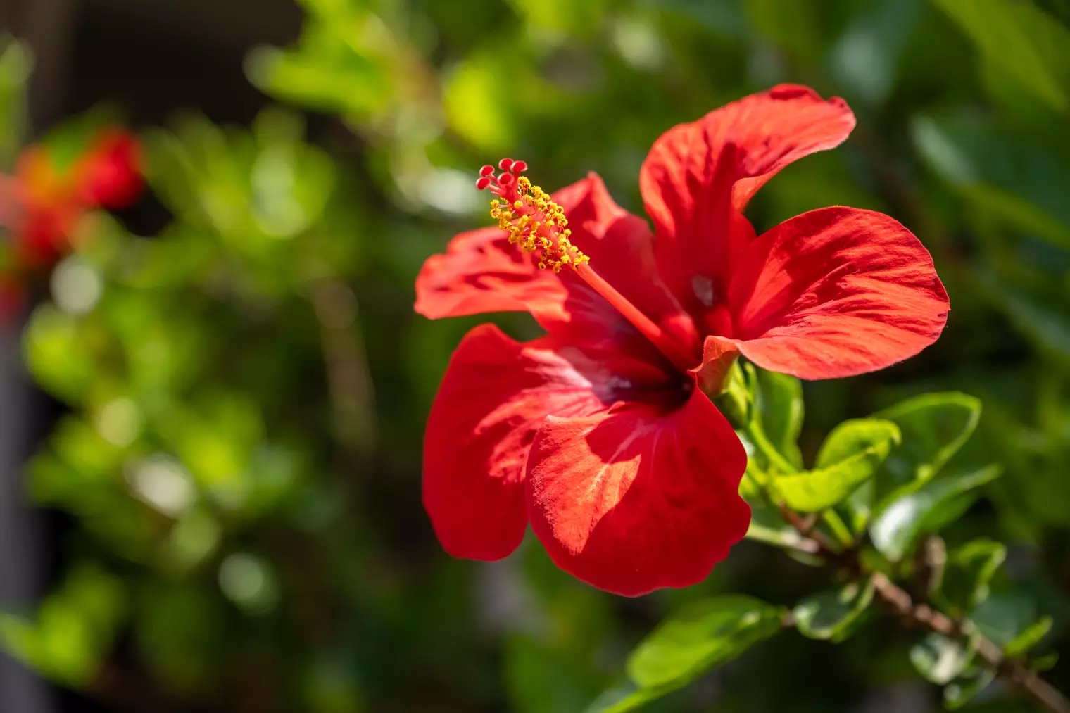 Foto 7 Jera Holiday Collection Vulcano Isola di Vulcano, 06