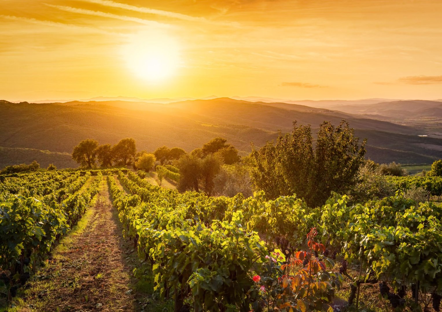 Foto 5 Un banchetto rinascimentale tra arte, cultura e sapori divini (Firenze e Chianti)
