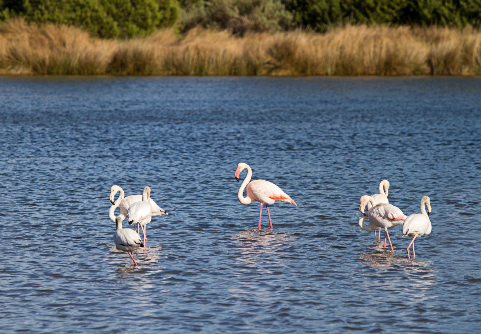 Foto 14 Scopri la Sardegna in auto: arrivo a Cagliari - partenza da Olbia