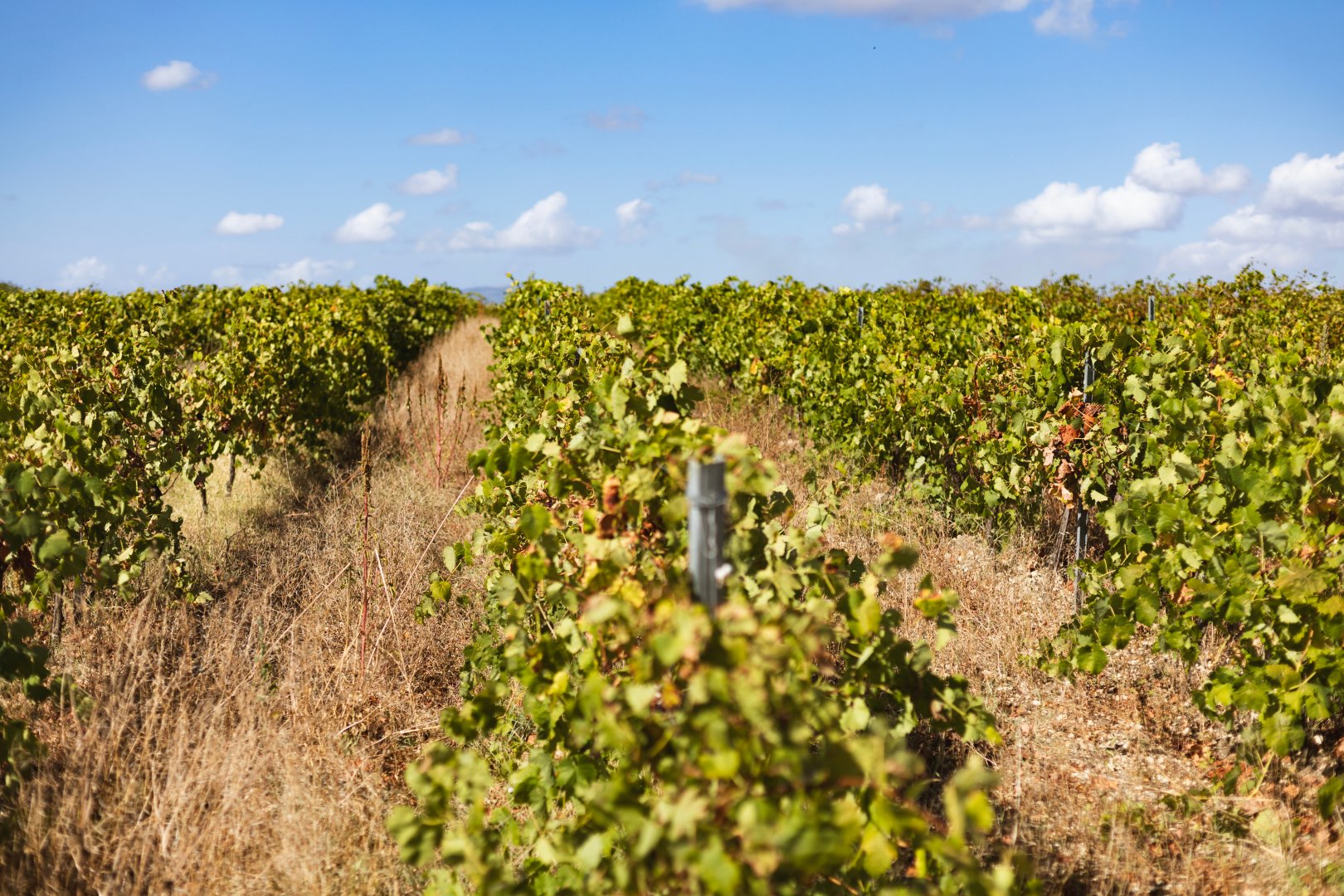 Foto 23 Tour Sicilia Magica 2026 Orientale