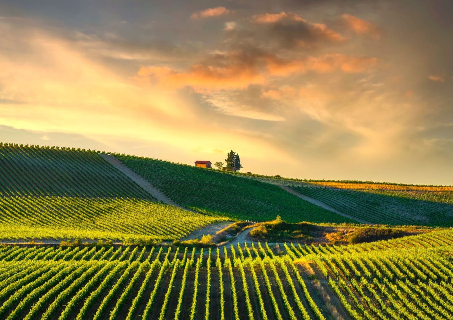 Foto 11 Avventura gastronomica tra vigneti e castelli (Firenze e Chianti)