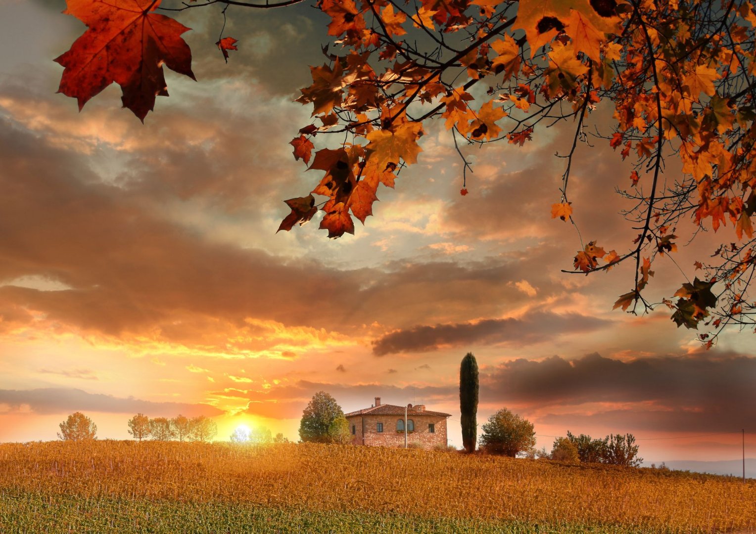 Foto 7 Avventura gastronomica tra vigneti e castelli (Firenze e Chianti)