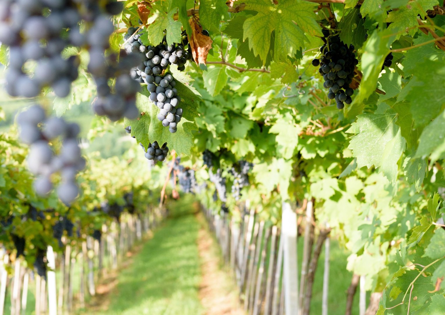 Foto 10 Un bicchiere di vino con Romeo e Giulietta