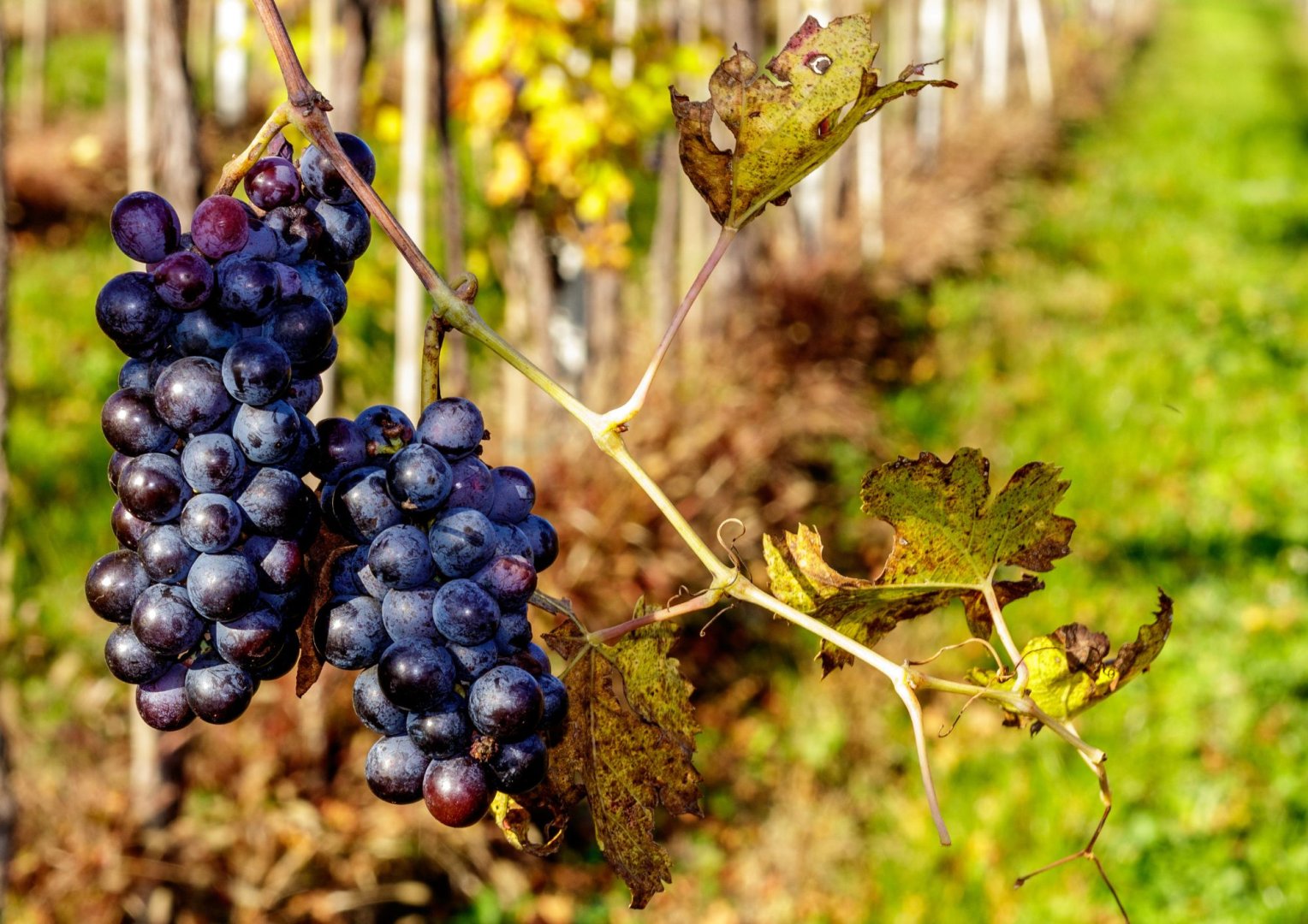 Foto 5 Un bicchiere di vino con Romeo e Giulietta